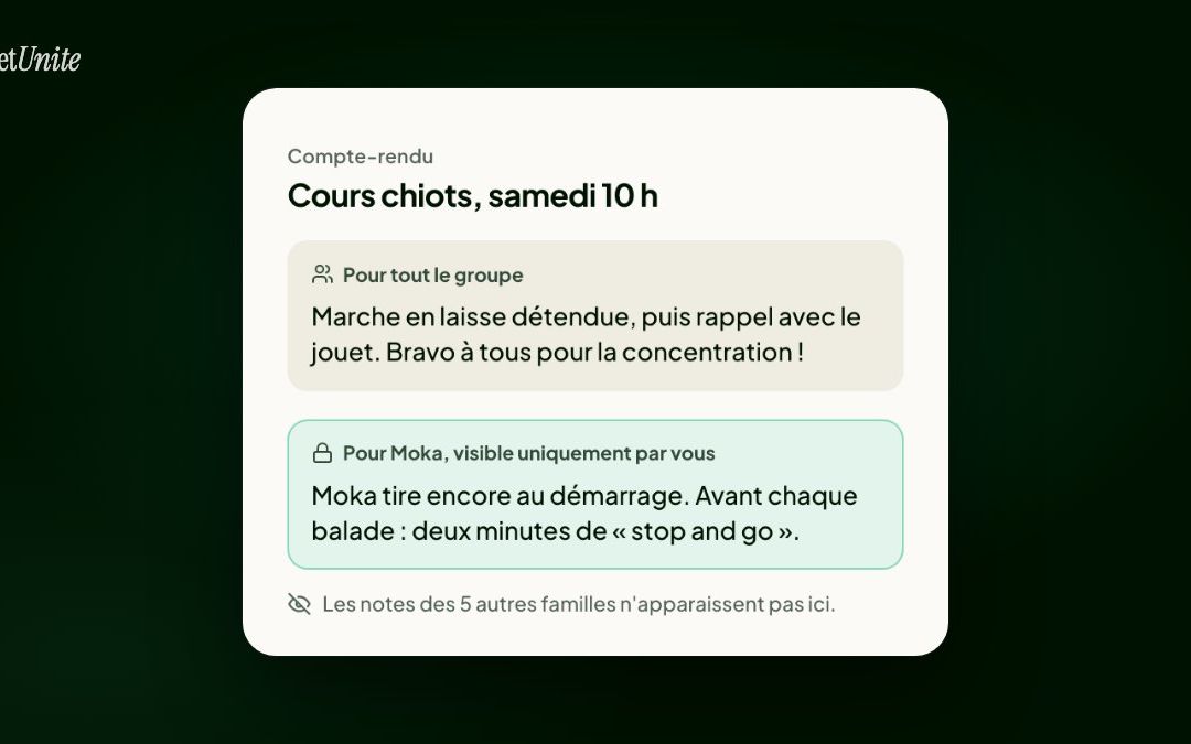Les 10 problèmes de comportement les plus courants chez le chien